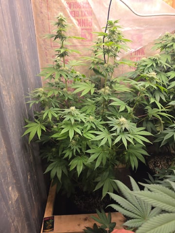 2nd Grow Sesh — flower, day 83