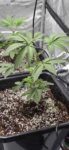 Lime Rian. — vegetative, day 29