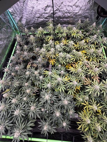 Pink Passion Fruit — flower, day 93