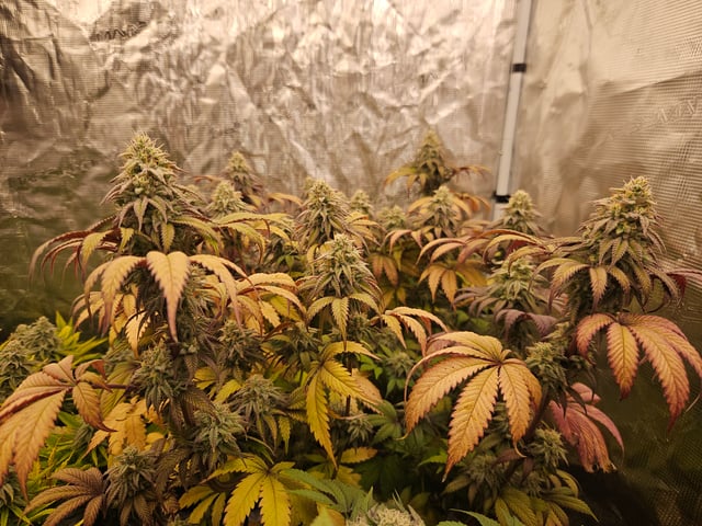 Double Trouble  — flower, day 89