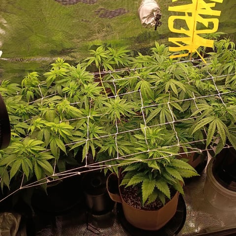TentPlantLightFan — vegetative, day 71