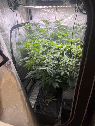 Hollywood — flower, day 36