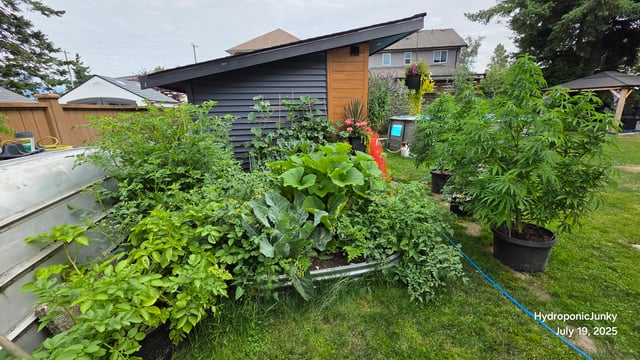 Canadian Summer Outdoor — vegetative, day 67