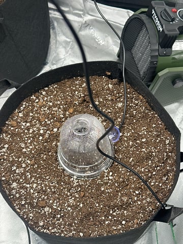 Pine (Auto) 2025 - 0 — germination, day 4