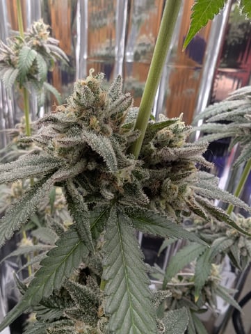 B E A utiful  — flower, day 137