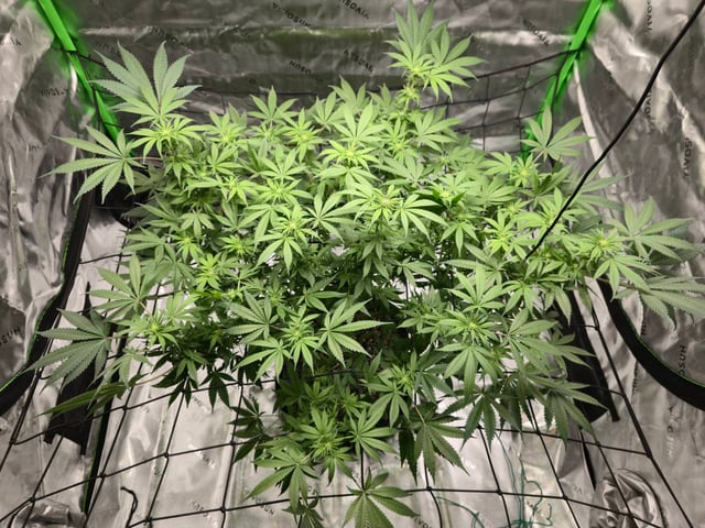 First grow — flower, day 69
