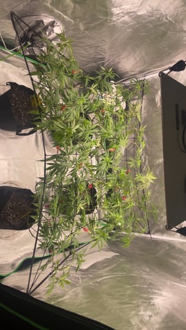 On to the next journey.  — vegetative, day 35