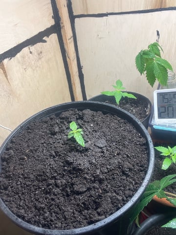 Milky Way F1 — auto, day 7