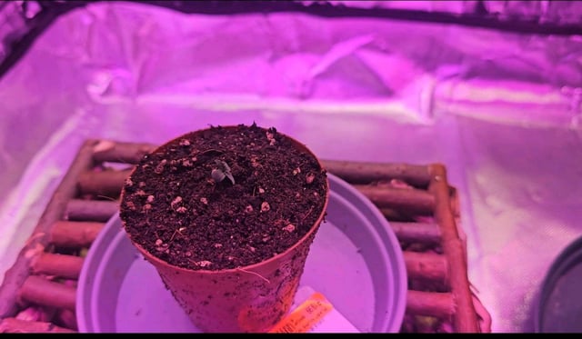 first grow adventure  — flower, day 54