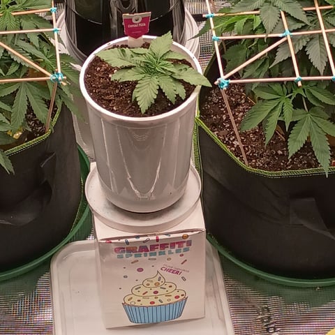 TentPlantLightFan — vegetative, day 47
