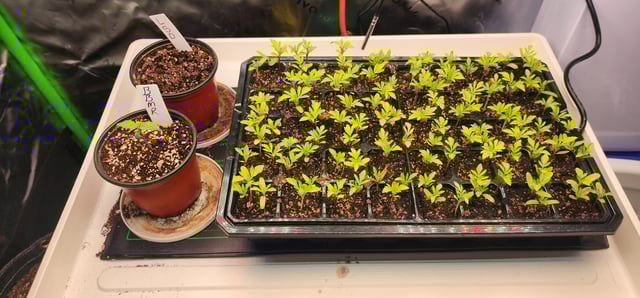 Here We Grow... — germination, day 12