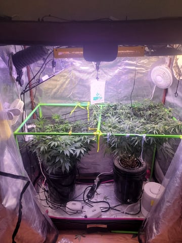 6th Grow — flower, day 53