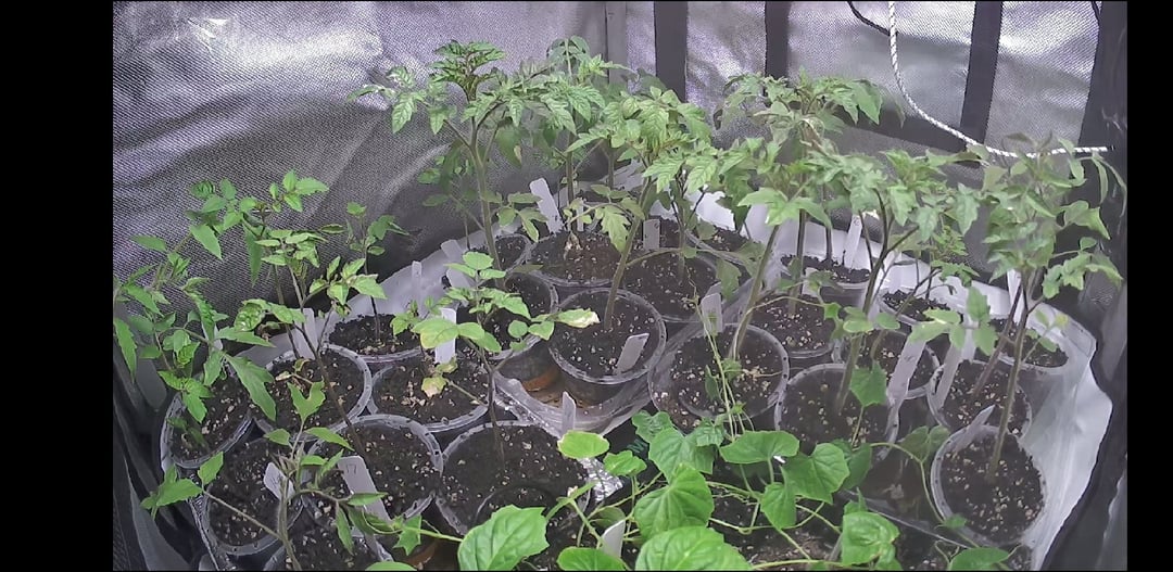 Millionaire Tomatoes 