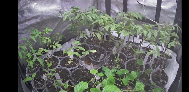 Millionaire Tomatoes  — vegetative, day 1