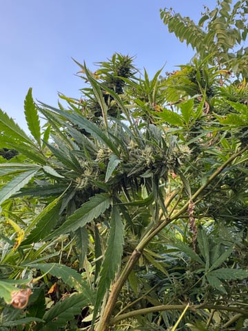 First grow — flower, day 56