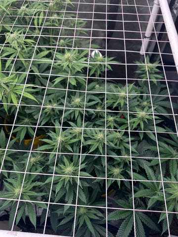 3rd grow  — flower, day 79