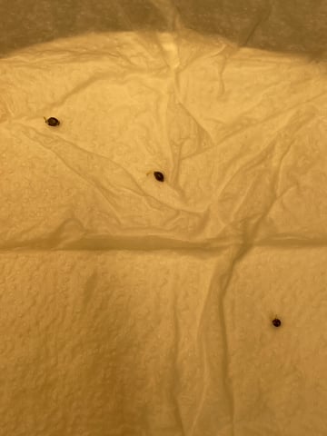 Banana Kush Auto Seed Supreme — germination, day 2