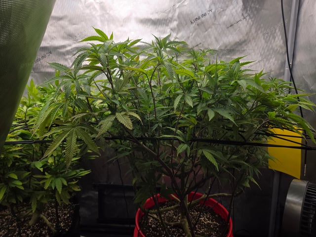 First Grow — vegetative, day 60