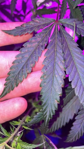 blueberry cupcake  — flower, day 80