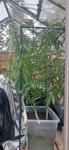 1st grow (green house)(natural) — flower, day 85