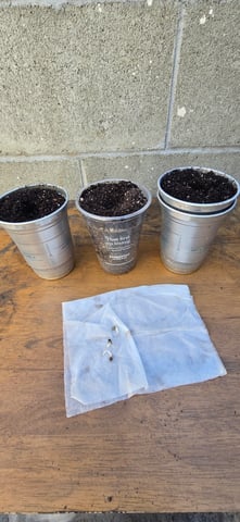 CzechsMex 2.0 — seedling_rooting, day 1