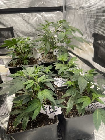 Clones Fat Bastard Clones  — vegetative, day 40