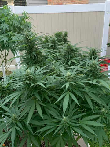 Outdoor  — flower, day 6