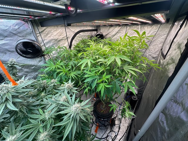 Hippo High #7 — flower, day 1