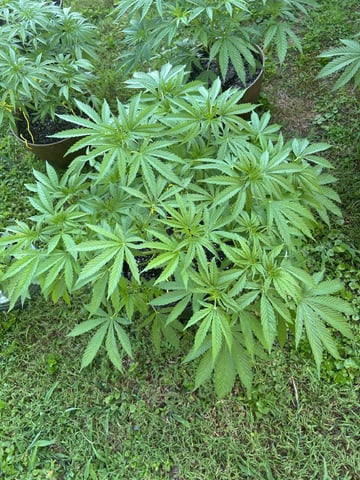 2026 Outdoor — vegetative, day 61