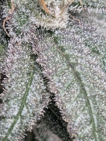 B E A utiful  — flower, day 140