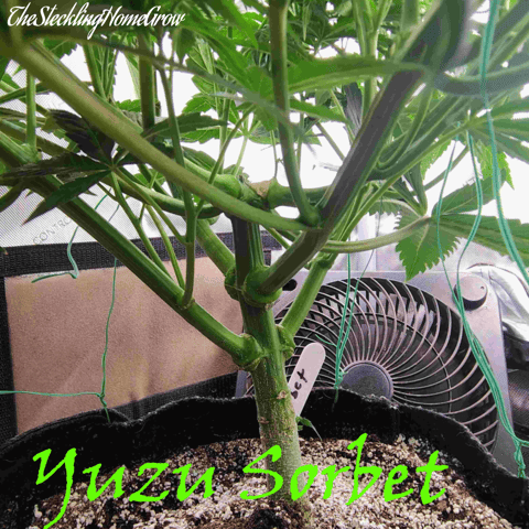 First run with Athena nutrients 3rd grow total — vegetative, day 40