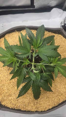 lilac diesel Rbx2 — vegetative, day 38