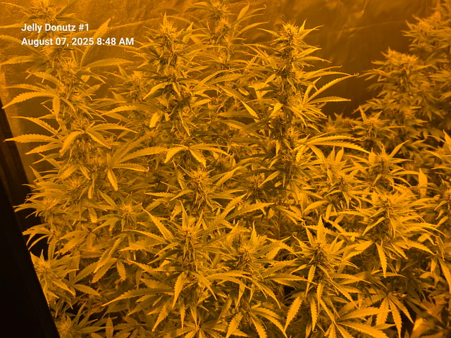 2nd Autoflower Indoor Grow — flower, day 72