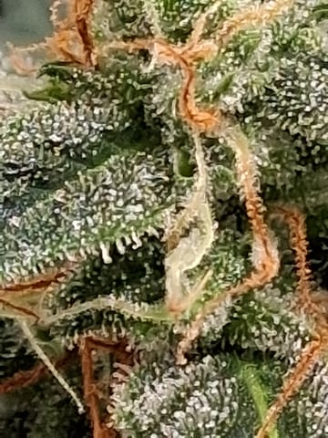 Blackberry Moonrocks Auto & Purple Tropicana Cookies Auto — flower, day 55