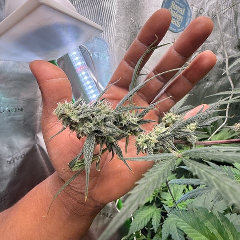 Bruce Banner (Auto) — flower, day 62