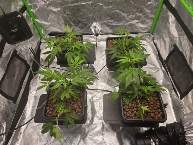 Funk Mountain 2 — flower, day 15