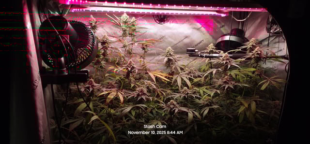 Prepare the clones! — flower, day 75