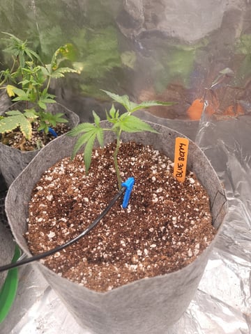 Ghetto Growing — germination, day 3