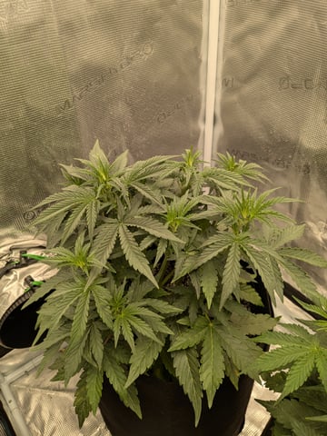 first grow — flower, day 25