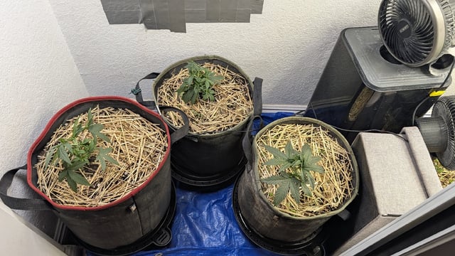 August Grow — vegetative, day 25