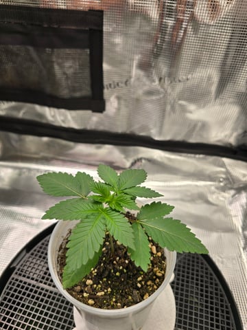 Northern lights #10 2nd plant (Selkies) — vegetative, day 15