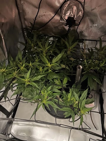 Vanna's Vanilla — auto, day 49