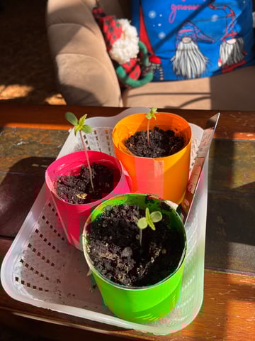 My First Grow — germination, day 10