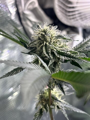 bonez #1 — flower, day 47