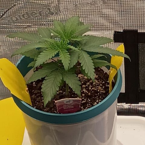 TentPlantLightFan — vegetative, day 26