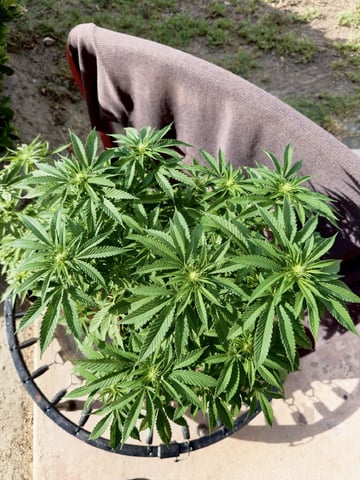 Sour Glue