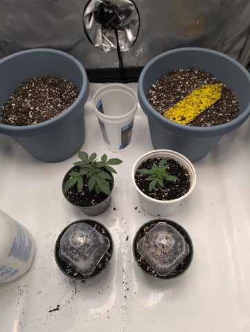 grow 2  — vegetative, day 19