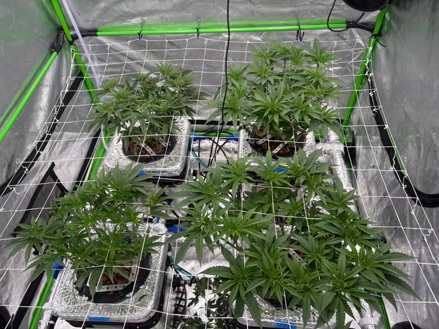 First Grow (Hydro) — vegetative, day 69