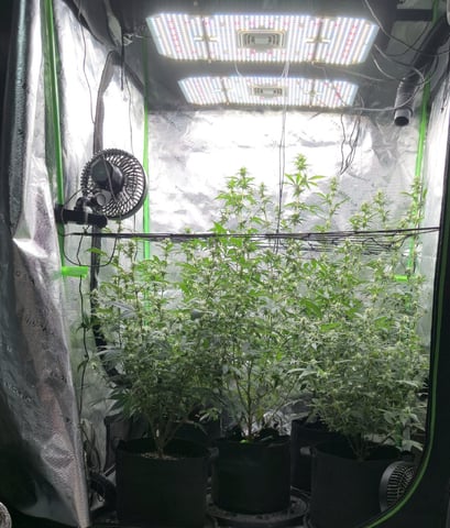 SGC And GWS Clones — flower, day 23