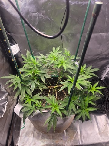Looking for advice! — vegetative, day 45